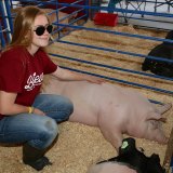 Lemoore FFA member Haily Martin relaxes with her hog last week at the Kings Fair.